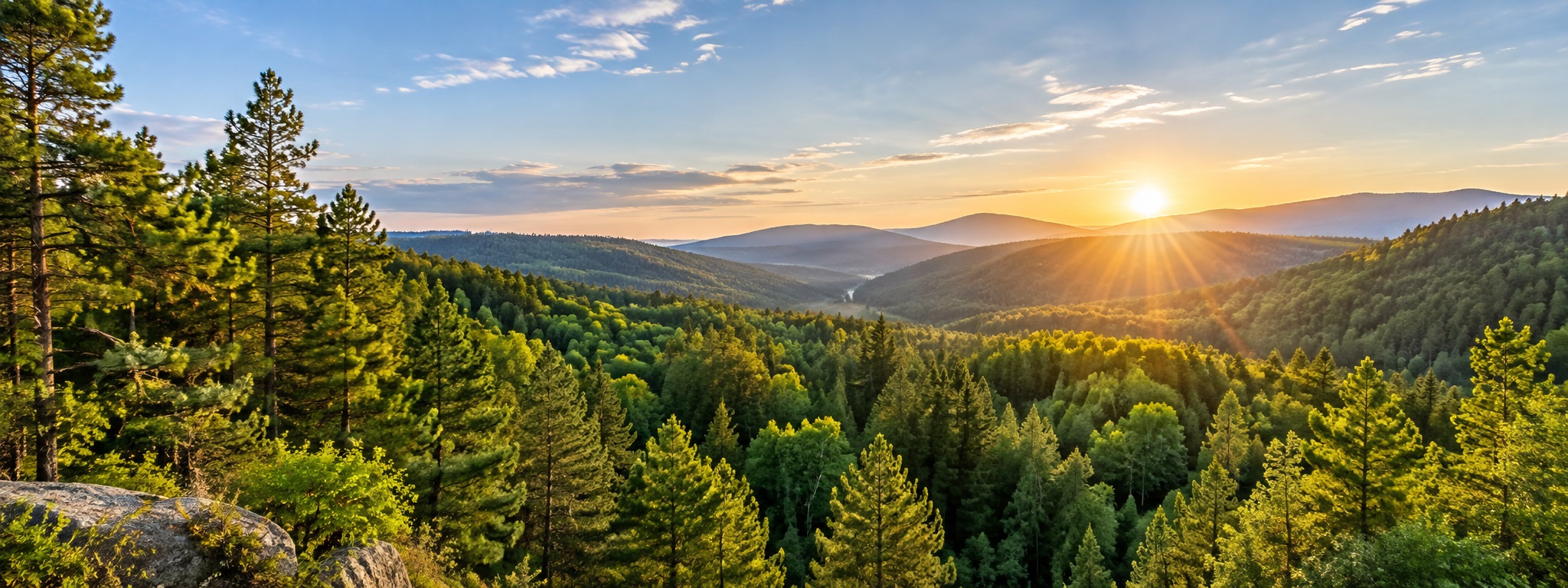 Gestión y planificación forestal
